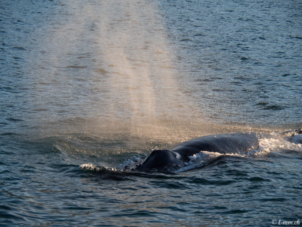 Observation des baleines (3) - Islande